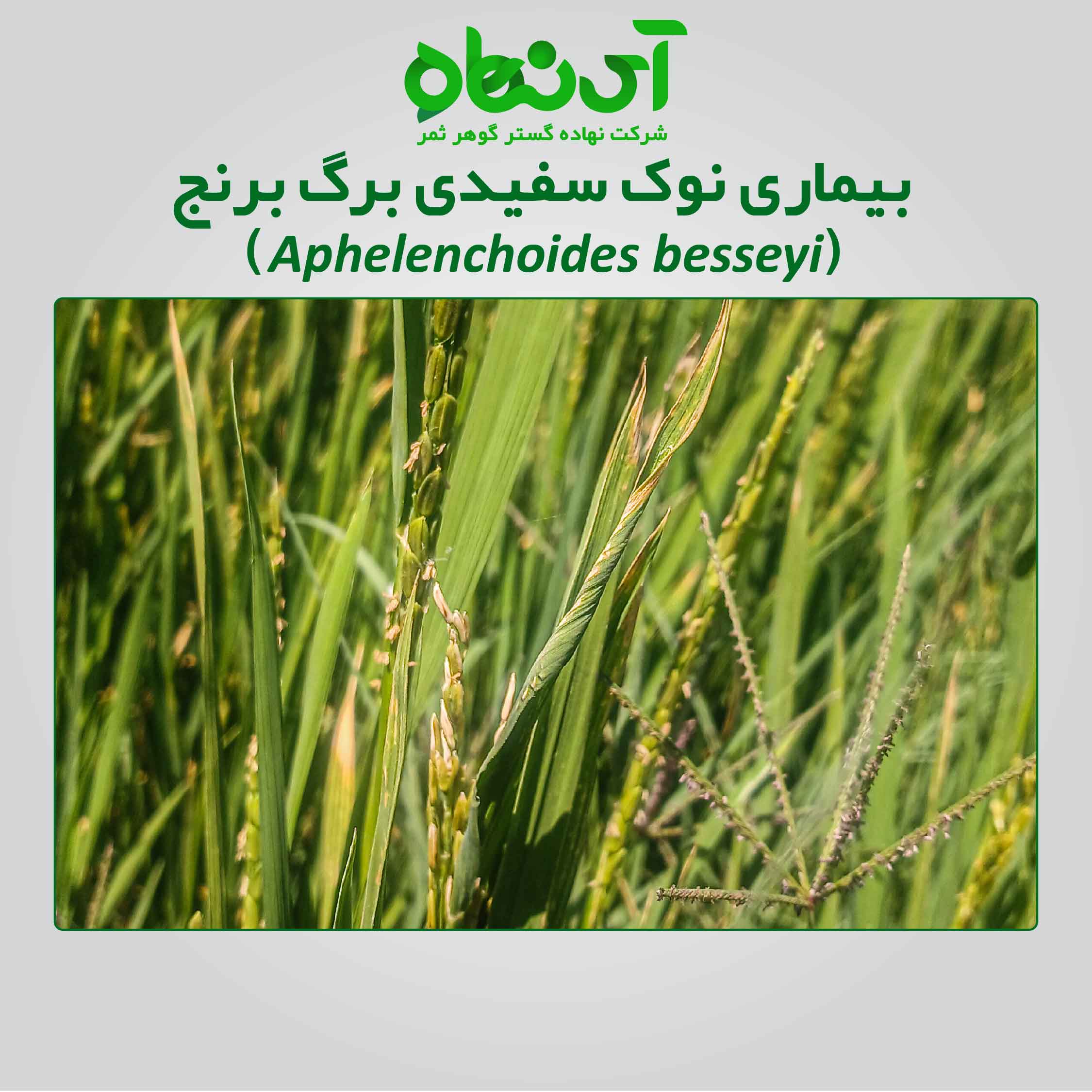 بیماری نوک سفیدی برگ برنج